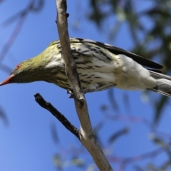 Oriolus sagittatus (Olive-backed Oriole) at Jerrabomberra, ACT - 21 May 2022 by RodDeb