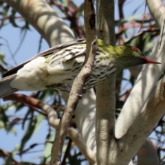 Oriolus sagittatus at Jerrabomberra, ACT - 21 May 2022