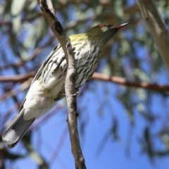 Oriolus sagittatus at Jerrabomberra, ACT - 21 May 2022