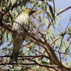 Oriolus sagittatus at Jerrabomberra, ACT - 21 May 2022