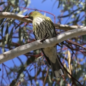 Oriolus sagittatus at Jerrabomberra, ACT - 21 May 2022