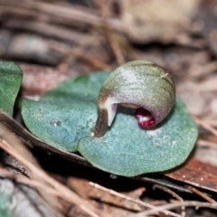 Corybas aconitiflorus (Spurred Helmet Orchid) at Wingecarribee Local Government Area - 21 May 2022 by Aussiegall