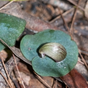 Corybas aconitiflorus at Penrose, NSW - suppressed