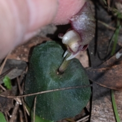 Corybas aconitiflorus at Penrose, NSW - suppressed