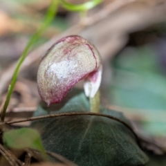 Corybas aconitiflorus at Penrose, NSW - suppressed