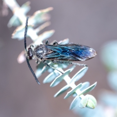 Thynninae (subfamily) (Smooth flower wasp) at Penrose, NSW - 21 May 2022 by Aussiegall