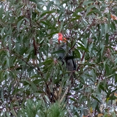 Callocephalon fimbriatum (Gang-gang Cockatoo) at Wingecarribee Local Government Area - 21 May 2022 by Aussiegall