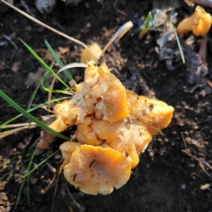 Cantharellus sp. at Molonglo Valley, ACT - 22 May 2022