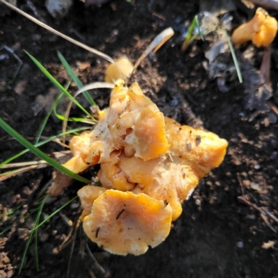 Cantharellus sp. at Molonglo Valley, ACT - 22 May 2022 by NathanaelC