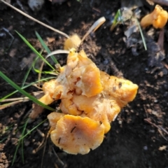Unidentified Fungus (TBC) at Molonglo Valley, ACT - 22 May 2022 by NathanaelC