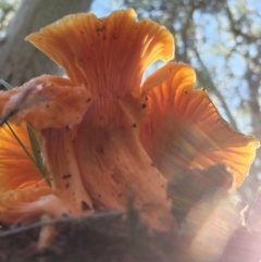 Cantharellus sp. at Molonglo Valley, ACT - 22 May 2022