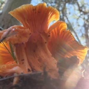 Cantharellus sp. at Molonglo Valley, ACT - 22 May 2022 10:02 AM