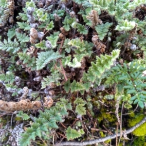 Cheilanthes distans at Cooma, NSW - 20 May 2022