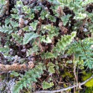 Cheilanthes distans (TBC) at suppressed by mahargiani