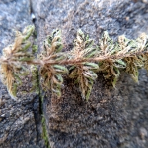 Cheilanthes distans at Cooma, NSW - 20 May 2022