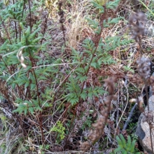 Cheilanthes sieberi at Cooma, NSW - 20 May 2022