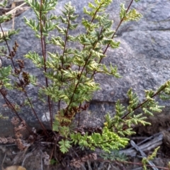 Cheilanthes sieberi at Cooma, NSW - 20 May 2022