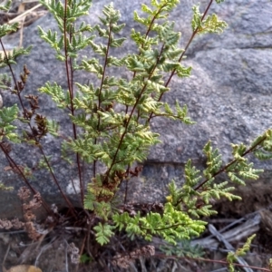 Cheilanthes sieberi at Cooma, NSW - 20 May 2022 03:04 PM