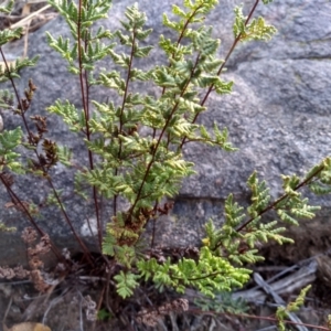 Cheilanthes sieberi at Cooma, NSW - 20 May 2022