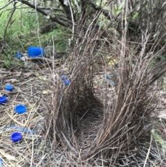 Ptilonorhynchus violaceus (Satin Bowerbird) at Jerrabomberra, NSW - 22 May 2022 by Mavis