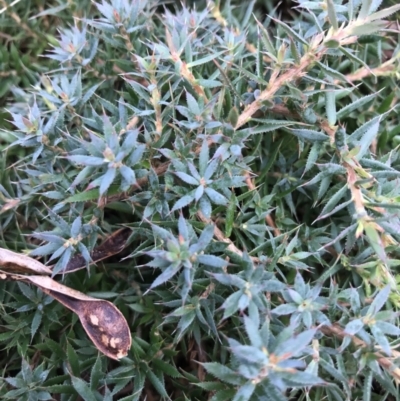 Astroloma humifusum (Cranberry Heath) at QPRC LGA - 22 May 2022 by Mavis