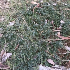 Styphelia humifusum at Jerrabomberra, NSW - 22 May 2022 11:07 AM