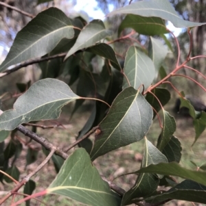 Brachychiton populneus at Jerrabomberra, NSW - 22 May 2022 11:00 AM