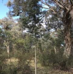 Brachychiton populneus at Jerrabomberra, NSW - 22 May 2022