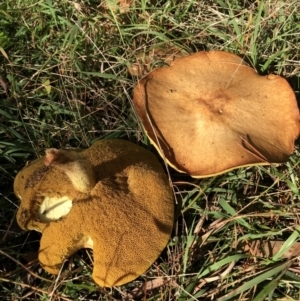 Suillus sp. at Jerrabomberra, NSW - 22 May 2022 10:43 AM