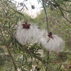Clematis leptophylla (Small-leaf Clematis, Old Man's Beard) at Paddys River, ACT - 23 Jan 2022 by michaelb