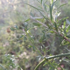 Clematis leptophylla at Paddys River, ACT - 23 Jan 2022 06:27 PM