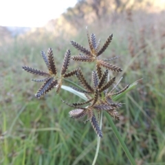 Cyperus sanguinolentus (A Sedge) at Tidbinbilla Nature Reserve - 23 Jan 2022 by michaelb