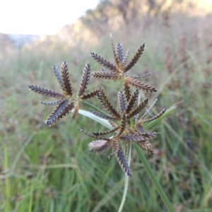 Cyperus sanguinolentus at Paddys River, ACT - 23 Jan 2022