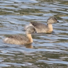 Poliocephalus poliocephalus (Hoary-headed Grebe) at Dunlop, ACT - 20 May 2022 by Christine