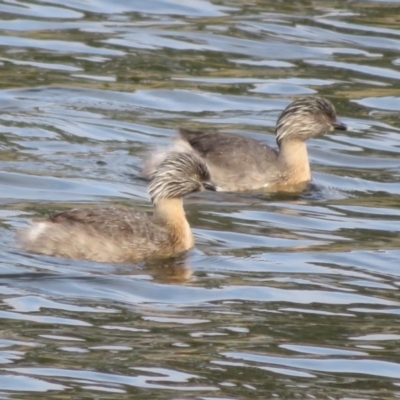Poliocephalus poliocephalus (Hoary-headed Grebe) at West Belconnen Pond - 20 May 2022 by Christine