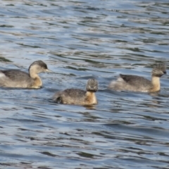 Poliocephalus poliocephalus at Dunlop, ACT - 20 May 2022