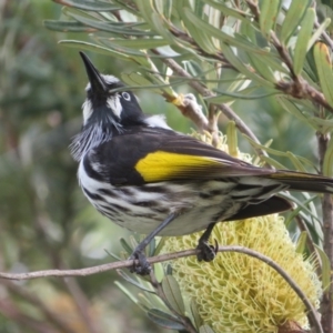 Phylidonyris novaehollandiae at Dunlop, ACT - 20 May 2022