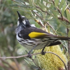 Phylidonyris novaehollandiae (New Holland Honeyeater) at Dunlop, ACT - 20 May 2022 by Christine