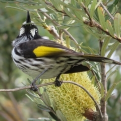 Phylidonyris novaehollandiae at Dunlop, ACT - 20 May 2022 03:01 PM