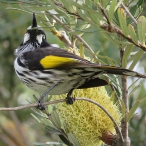 Phylidonyris novaehollandiae at Dunlop, ACT - 20 May 2022