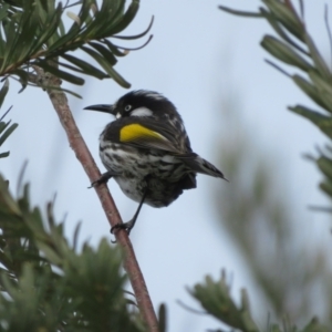 Phylidonyris novaehollandiae at Dunlop, ACT - 20 May 2022