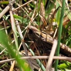 Unidentified Grasshopper (several families) (TBC) at Fraser, ACT - 22 May 2022 by trevorpreston