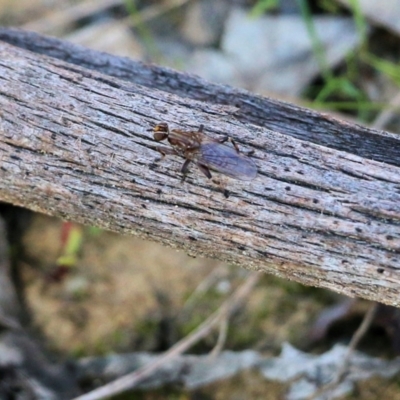 Tapeigaster sp. (genus) (Fungus fly, Heteromyzid fly) at Wodonga - 22 May 2022 by KylieWaldon