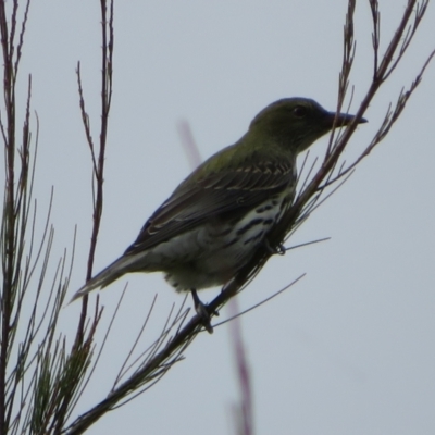Oriolus sagittatus (Olive-backed Oriole) at Dunlop, ACT - 20 May 2022 by Christine