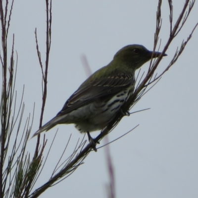 Oriolus sagittatus (Olive-backed Oriole) at West Belconnen Pond - 20 May 2022 by Christine