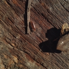 Unidentified Beetle (Coleoptera) (TBC) at Goolwa, SA - 22 May 2022 by SamC_