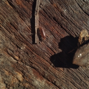 Unidentified Beetle (Coleoptera) (TBC) at suppressed by SamC_