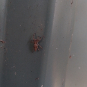 Unidentified Spider (Araneae) (TBC) at suppressed by SamC_