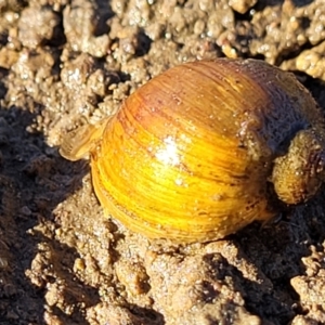 Isidorella hainesii (Haine’s pouch snail) at Fraser, ACT by trevorpreston