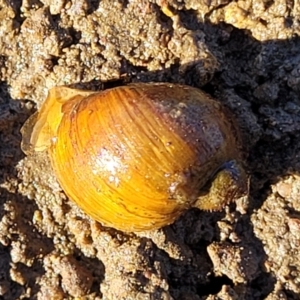 Isidorella hainesii at Fraser, ACT - 22 May 2022